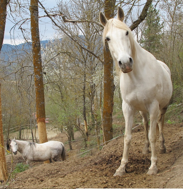 Paddocks